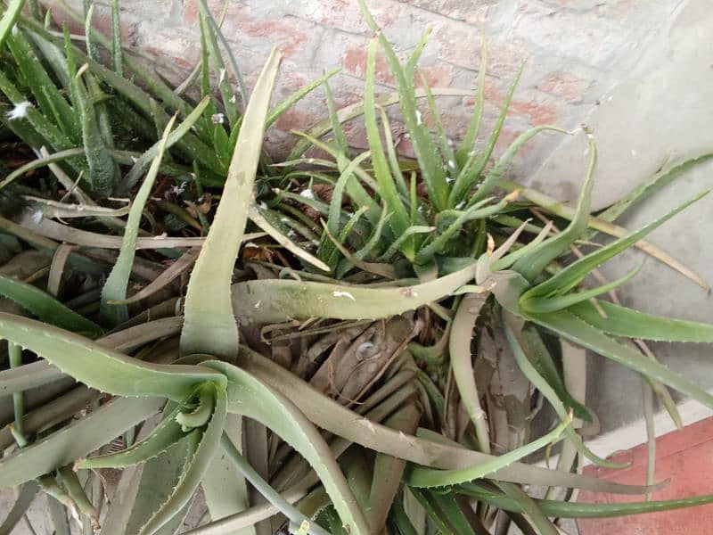 Alovella plants or leaves 2