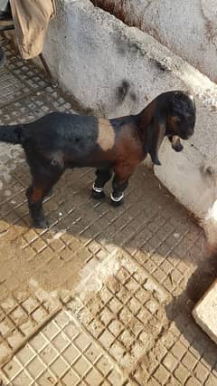 3 month bakri  ka bacha for sale