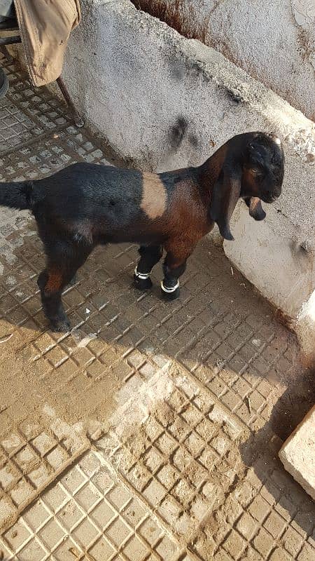 3 month bakri  ka bacha for sale 0