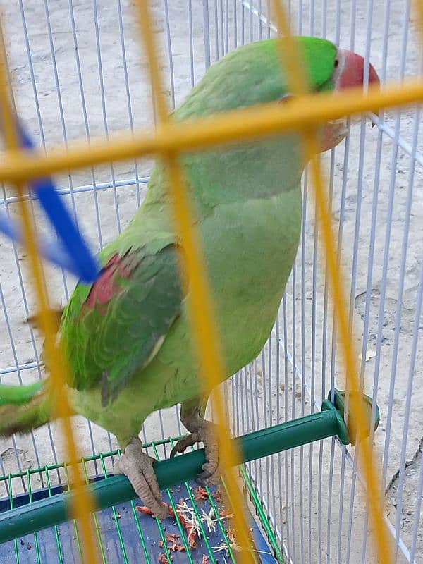 kashmiri raw parrot 1