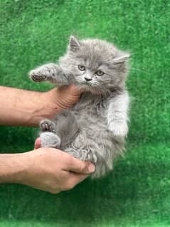 persian grey male kitten for sale | triple coated |semi punch face