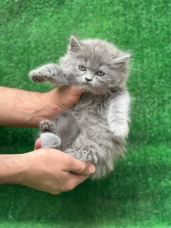 persian grey male kitten for sale | triple coated |semi punch face 0