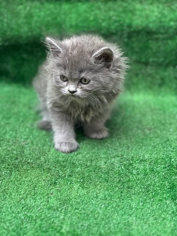 persian grey male kitten for sale | triple coated |semi punch face 2