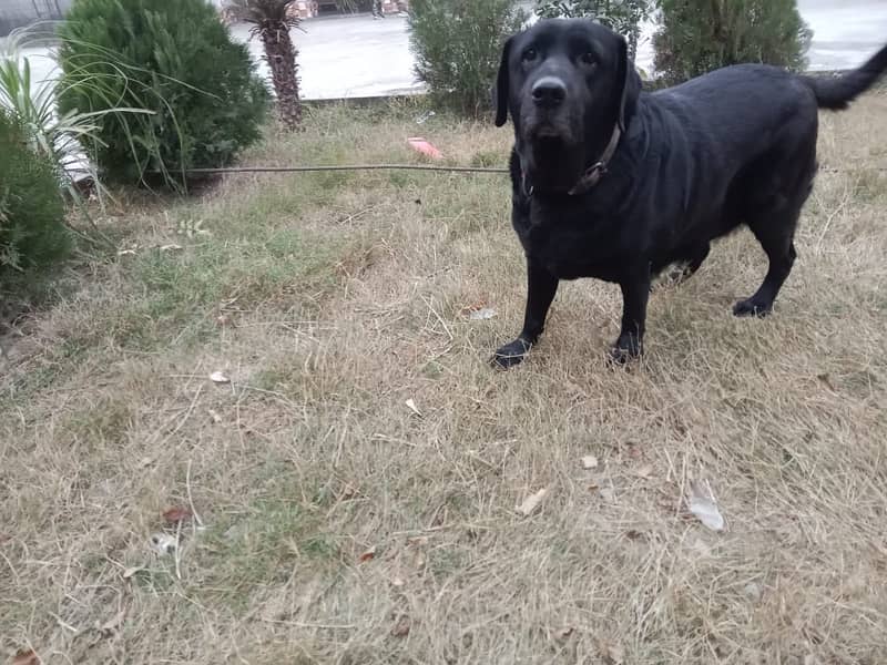 Labrador Breeder Female For Sale 0