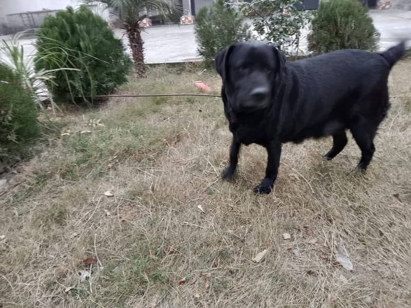 Labrador Breeder Female For Sale 1