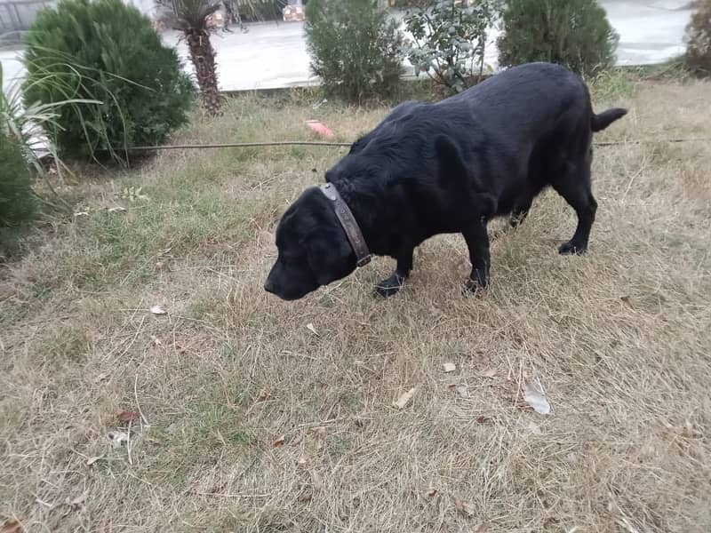 Labrador Breeder Female For Sale 2