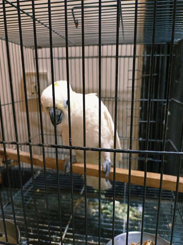 Cockatoo Hand Tamed Male With DNA 0