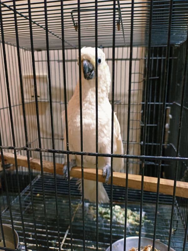 Cockatoo Hand Tamed Male With DNA 1