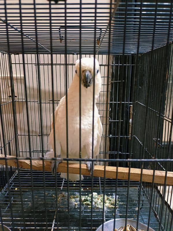 Cockatoo Hand Tamed Male With DNA 2