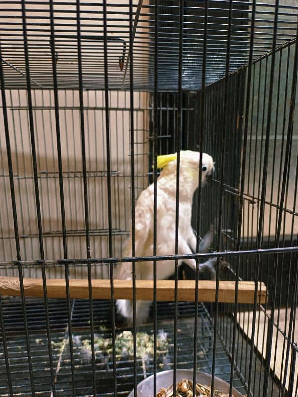 Cockatoo Hand Tamed Male With DNA 3