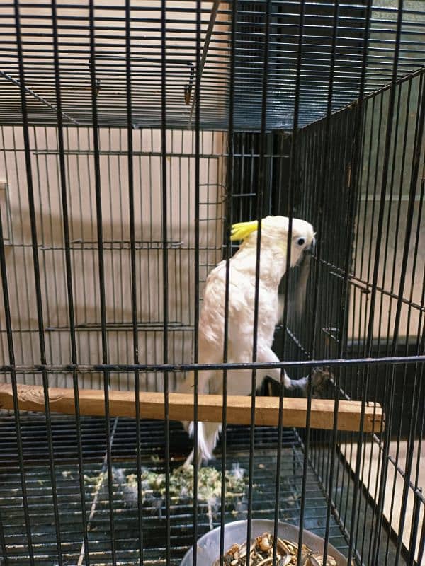 Cockatoo Hand Tamed Male With DNA 4