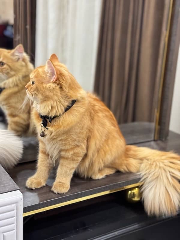 Persian cats pair 1