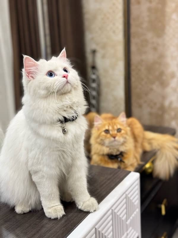 Persian cats pair 2