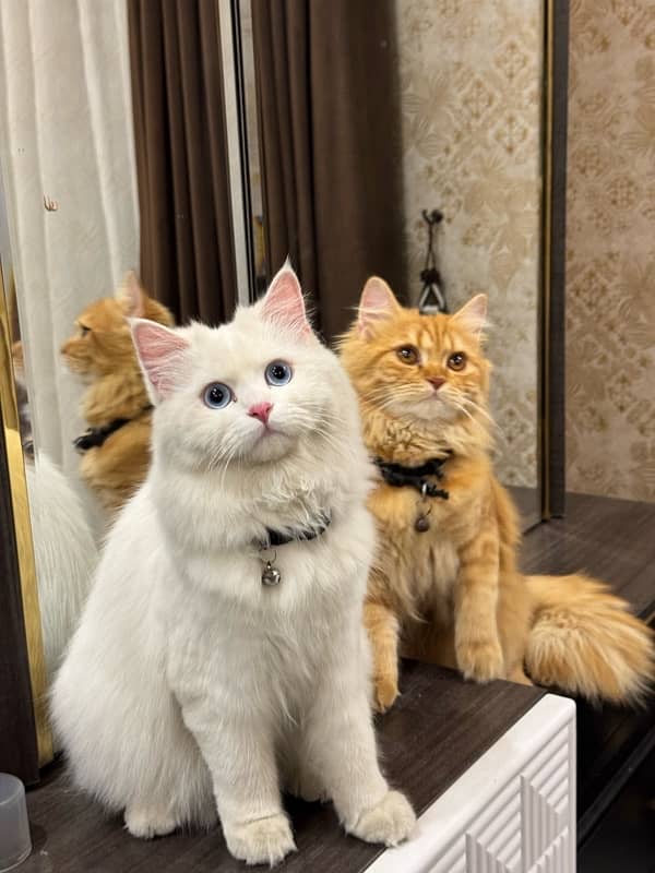 Persian cats pair 4