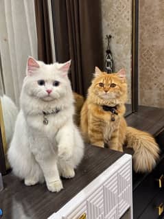 Persian cats pair