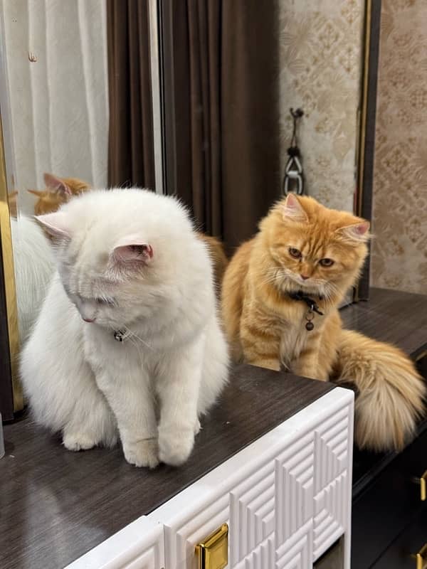 Persian cats pair 5