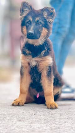 German Shepherd dog /gsd / long coat pup Male available