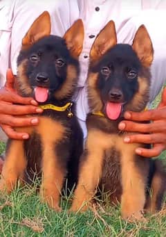 heavy bone German Shepherd double coat Jodi 2 month for sale