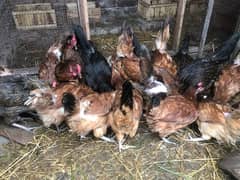 Golden Misri hens | eggs laying hens | Misri murghi |  hens for sale