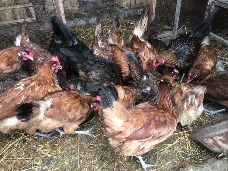 Golden Misri hens | eggs laying hens | Misri murghi |  hens for sale 1