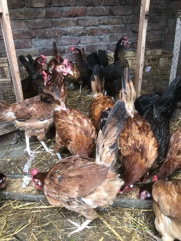 Golden Misri hens | eggs laying hens | Misri murghi |  hens for sale 2