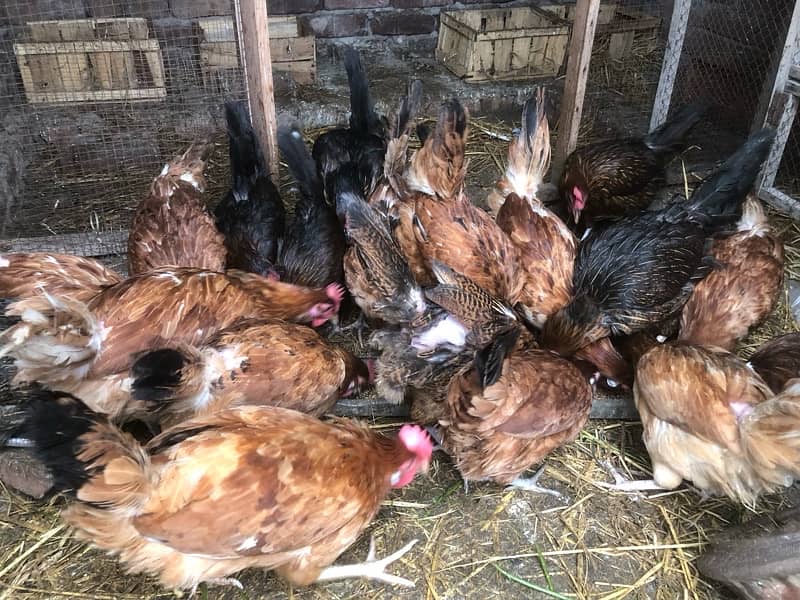 Golden Misri hens | eggs laying hens | Misri murghi |  hens for sale 3