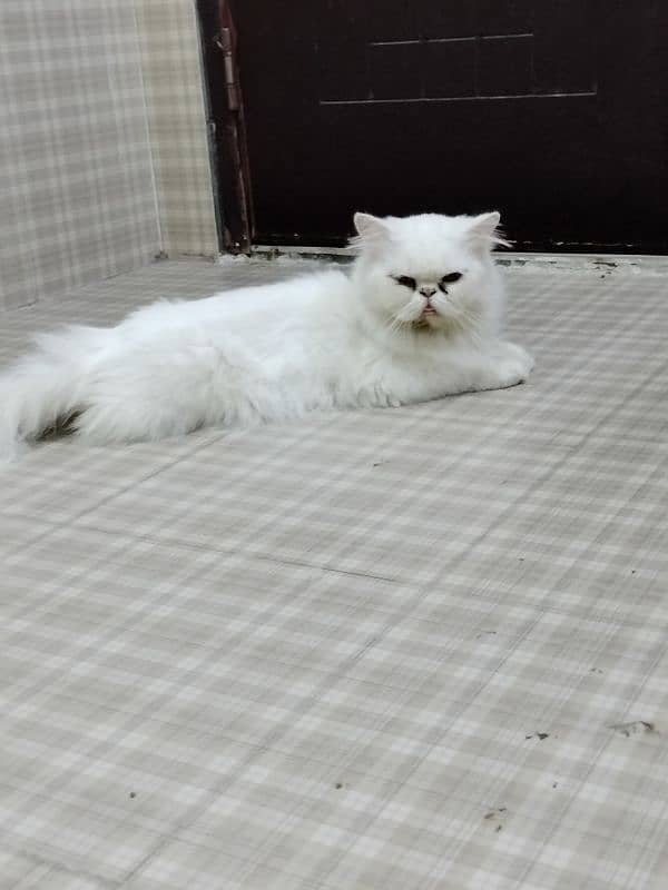 Persian Piki Male 4