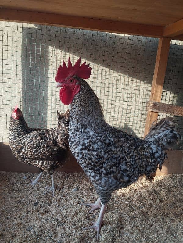 Healthy and Active Plymouth Rock Hen and Roster for Sale 0