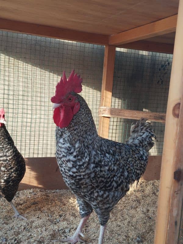 Healthy and Active Plymouth Rock Hen and Roster for Sale 1