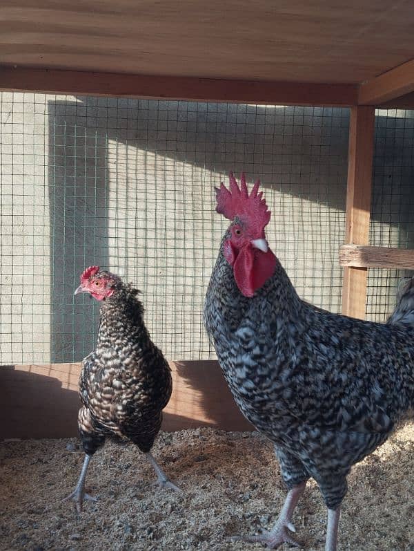 Healthy and Active Plymouth Rock Hen and Roster for Sale 2