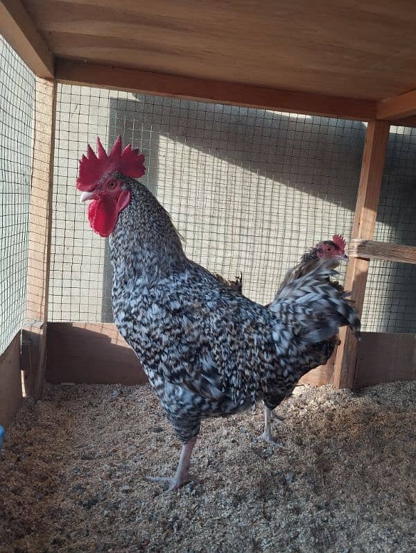 Healthy and Active Plymouth Rock Hen and Roster for Sale 3