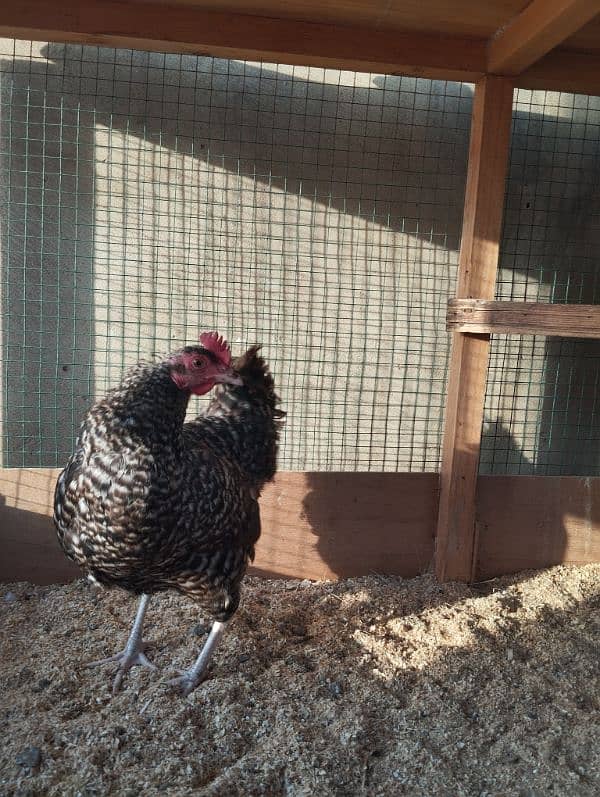 Healthy and Active Plymouth Rock Hen and Roster for Sale 4