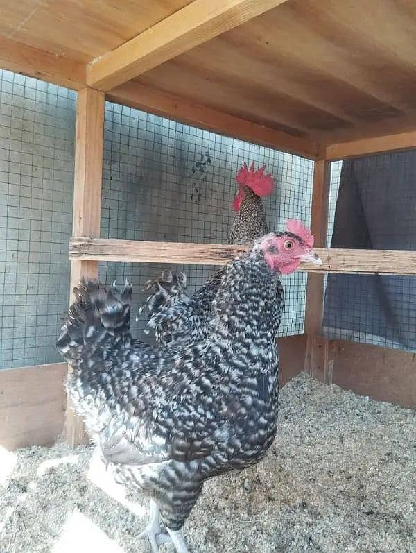 Healthy and Active Plymouth Rock Hen and Roster for Sale 5