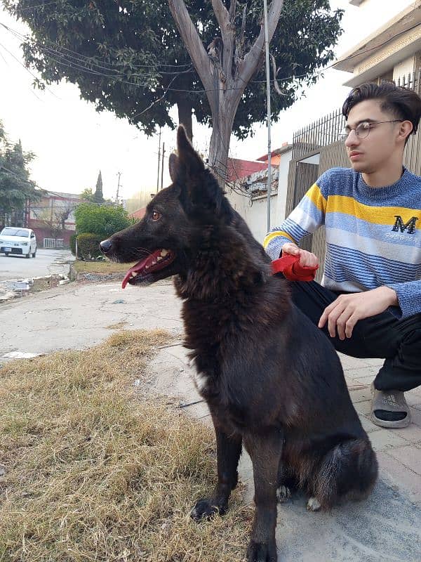 GERMAN SHEPHERD BLACK 0