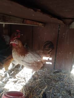 3 misri females for sale