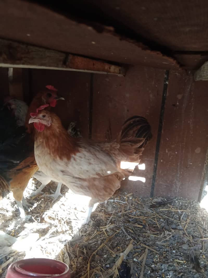 3 misri females for sale 0