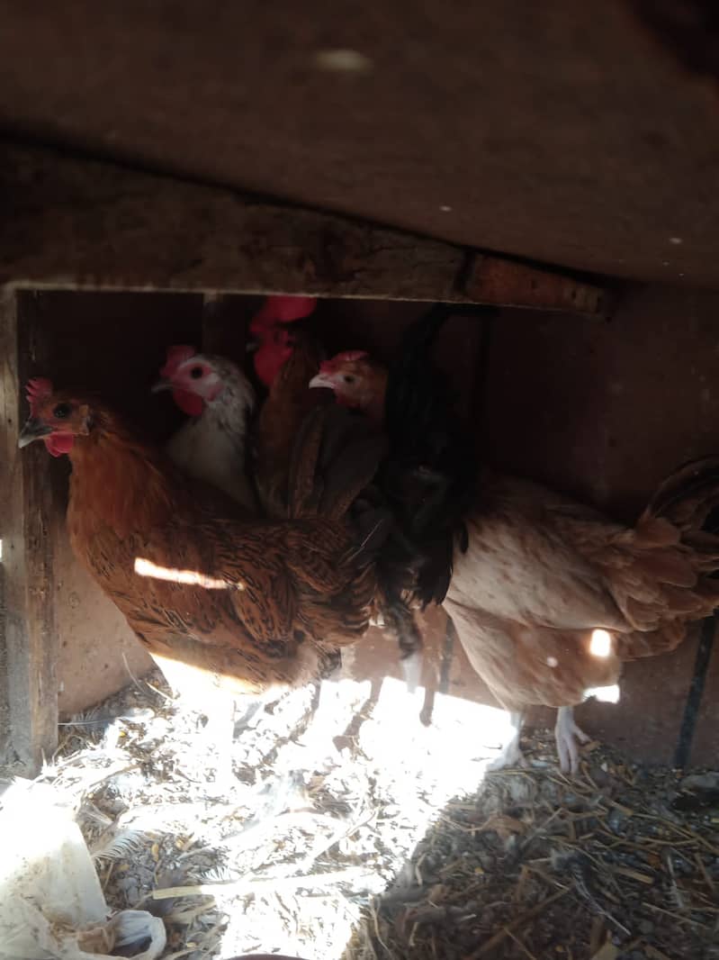 3 misri females for sale 1