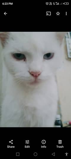 white furry cat single coat