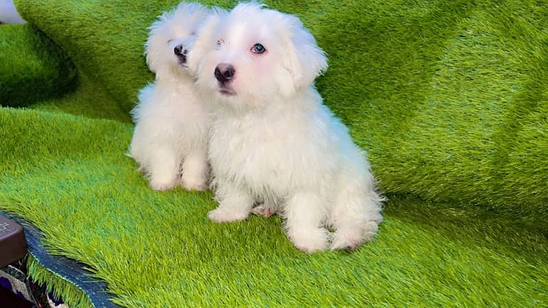 Cotton de Tular (2 month old) 7