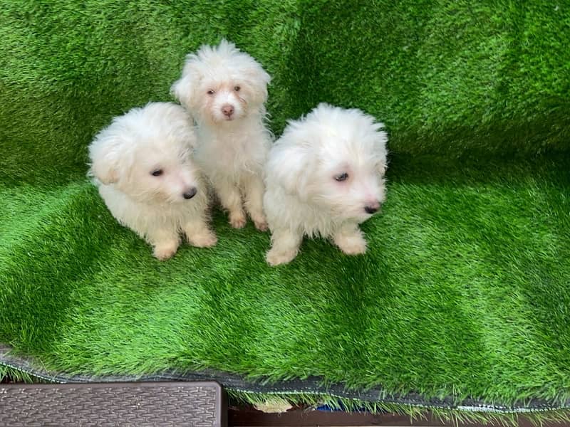 Cotton de Tular (2 month old) 19