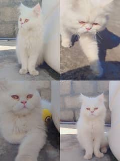 Persian cat male