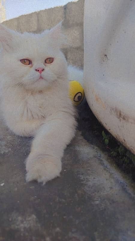 Persian cat male 1