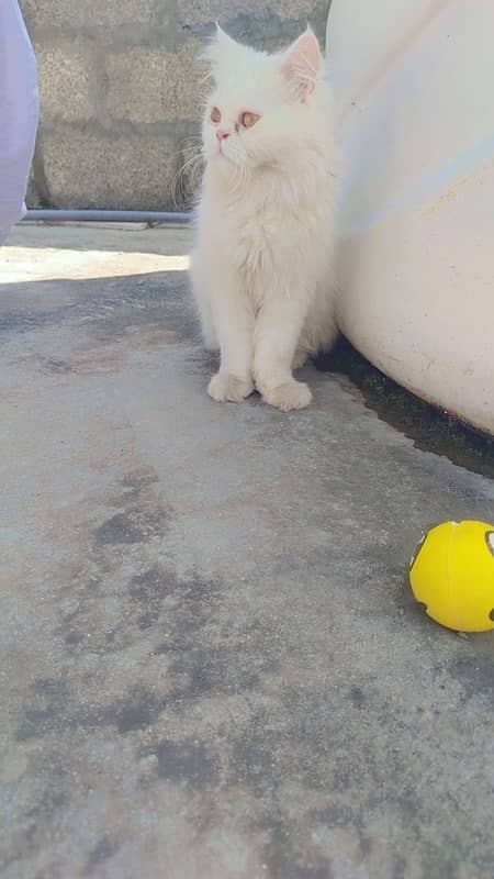 Persian cat male 2