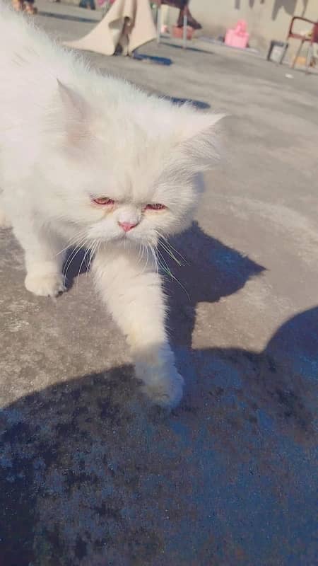 Persian cat male 3