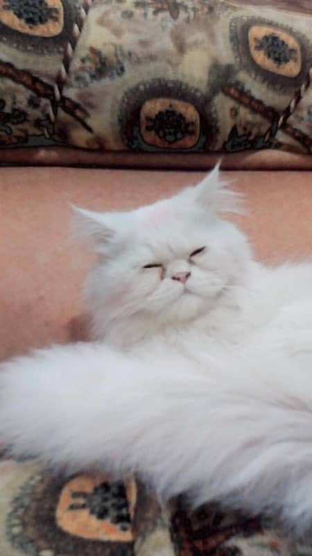 Persian cat male 4