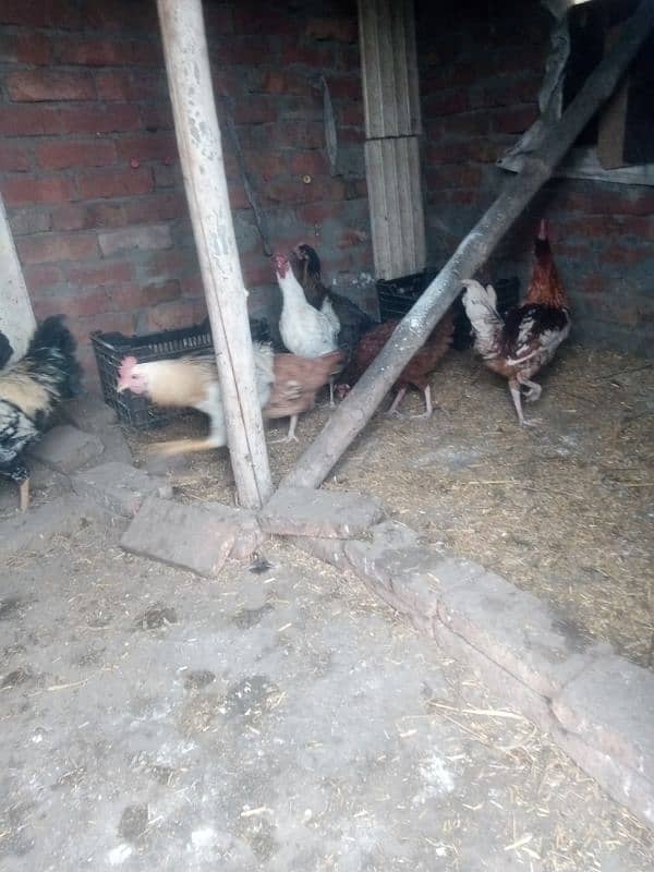 3 portion cage for hen or egg laying hen 7