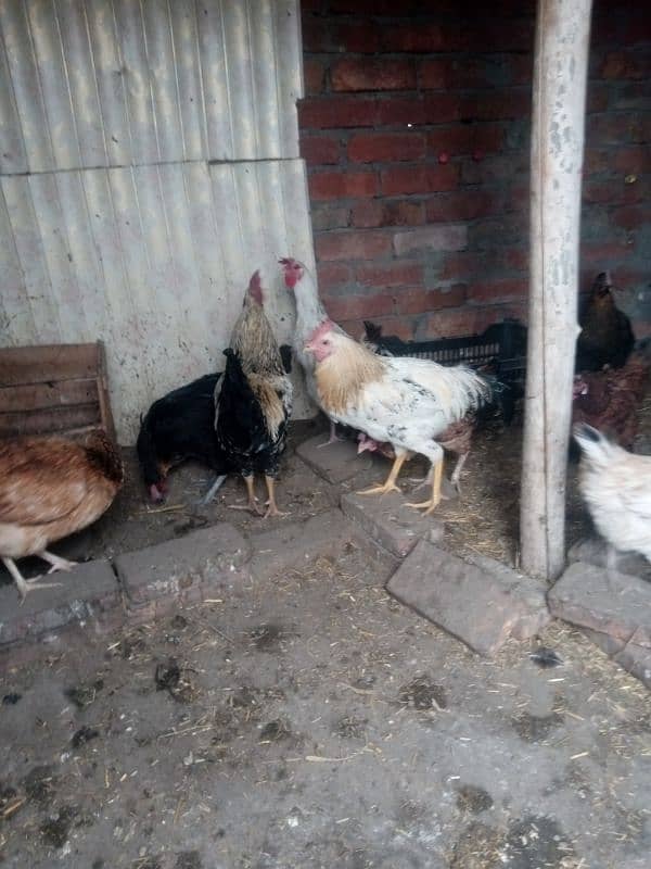 3 portion cage for hen or egg laying hen 10