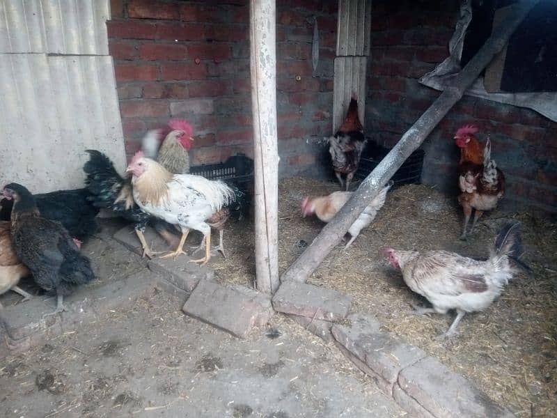 3 portion cage for hen or egg laying hen 12