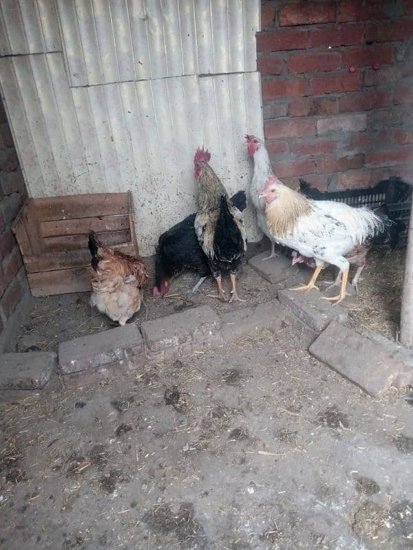 3 portion cage for hen or egg laying hen 13