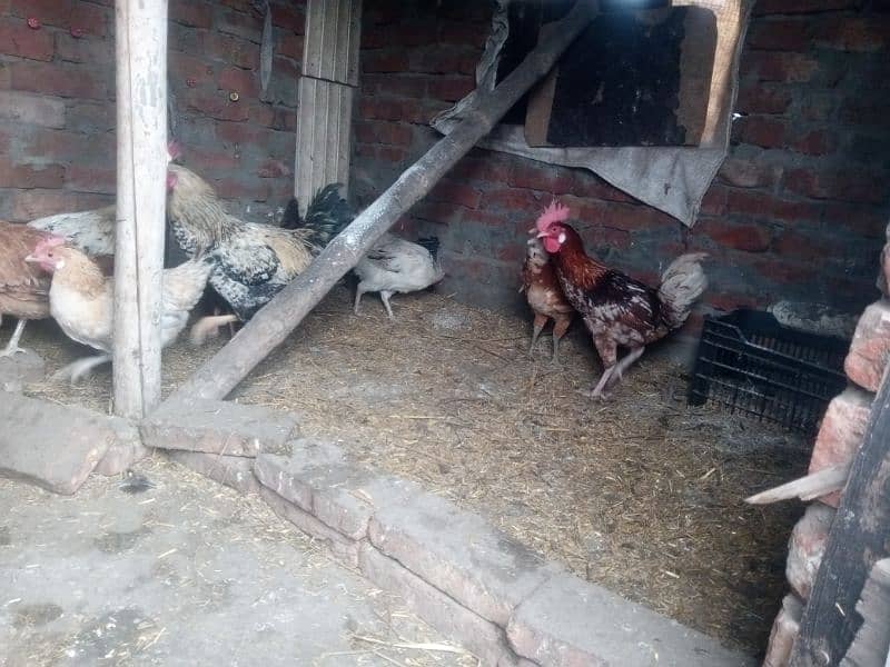 3 portion cage for hen or egg laying hen 14